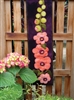 Bring summer indoors with this delightfully casual summer hollyhock wall hanging, appliqued in buttery soft wool.